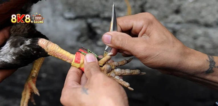 Cockfighting with Knife Spurs