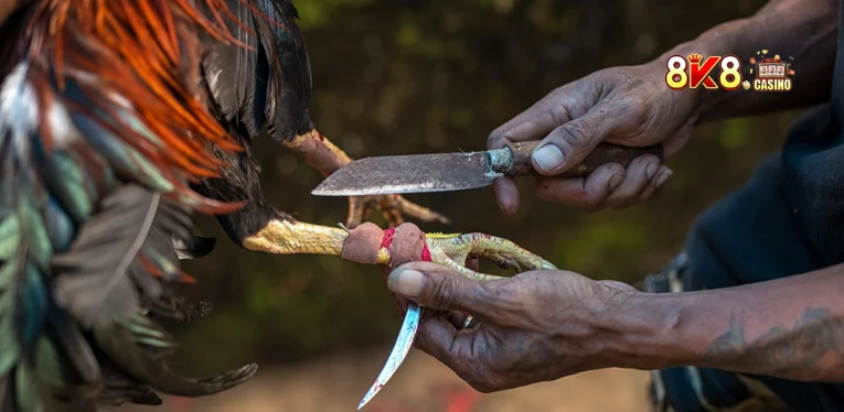 Cockfighting with Knife Spurs