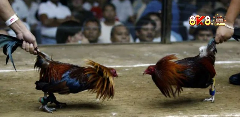 Cockfighting with Knife Spurs