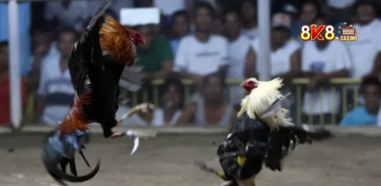 Cockfighting with Knife Spurs