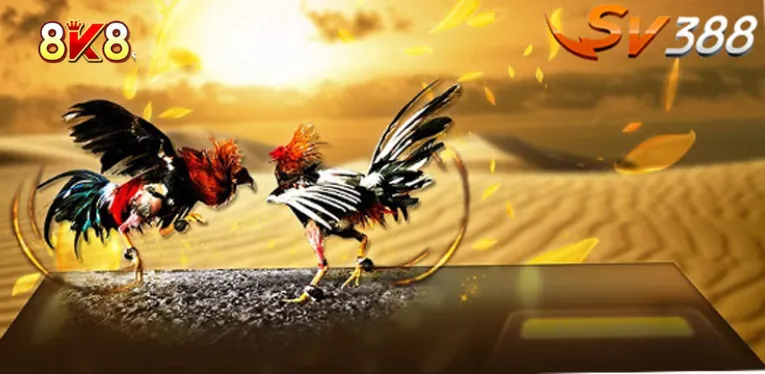 Reasons to experience the SV388 live cockfighting tournament