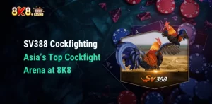 SV388 Cockfighting – Asia’s Top Cockfight Arena at 8K8